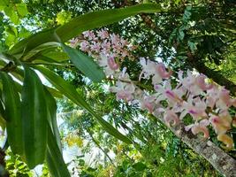 knippa av skön lila orkidéer på träd. blomma med de vetenskaplig namn aerides rosea. foto