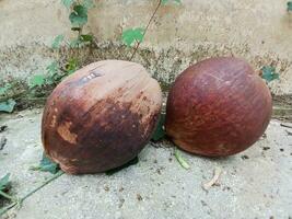 gammal kokos med brun skal på betong vägg bakgrund. gammal kokos, strand träd. foto