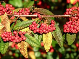 pilblad cotoneaster röd bär och vinter- löv foto