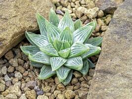 saftig växt Haworthia retusa grå spöke foto