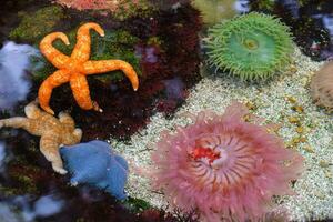 hav anemon och hav stjärna sjöstjärna foto