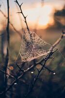 spindelnät i de morgon- ljus foto