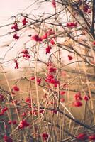 röd bär på en buske i vinter- foto