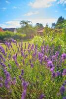 skön lavendel- fält i trädgård foto