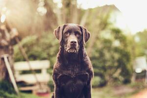 brun labrador Sammanträde i främre av de kamera foto