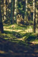 mossiga skog jord i Danmark foto