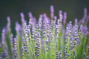 blomstrande lavendel- blast foto