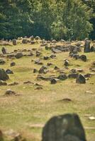 gravar på viking kyrkogård lindholm hoje i Danmark foto