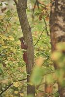 röd ekorre klättrande upp träd med ekollon i mun foto