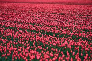 stor fält av röd tulpaner foto