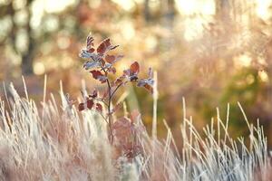 ung träd täckt i frost på solig morgon- foto
