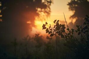 löv i dimmig morgon- i sent sommar foto