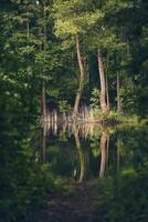 träd reflekterande i sjö foto