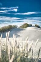vit sand sanddyner av nordlig Danmark foto