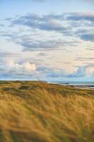 gyllene sanddyner på de bred strand på nordlig Danmark foto