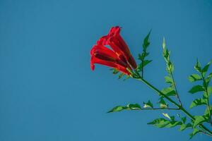 tecoma blomma på de bakgrund av de blå himmel. de blomma är röd på en ljus solig dag. foto