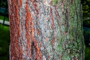 pinus bark närbild. de textur av de trunk av pinus sylvestris l. bakgrund från levande trä. skog natur hud. foto