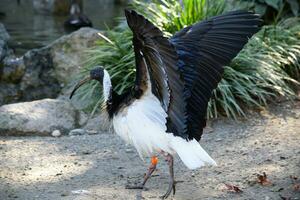 ett ibis med en lång näbb stående i de vatten foto