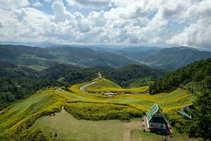 antenn se av mexikansk solros fält på bergen på doi mae u kho, mae hong son, thailand. foto