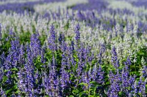 liten lila blomma fält med vit blommor bakgrund foto