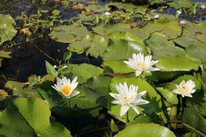 skön vit lotus blomma med en grön blad i de damm. en vit lotus vatten lilja blomning på de vatten. foto