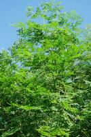 moringa oleifera, moringa löv, skön moringa löv på de träd.makro selektiv fokus med naturlig bakgrund. foto