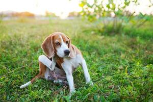 en söt beagle hund kliar sig kropp utomhus- på de gräs fält. foto