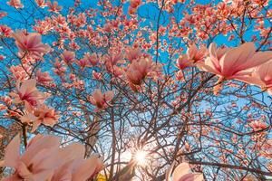 perfekt natur bakgrund för vår eller sommar blommig mönster bakgrund. rosa magnolia blommor och mjuk blå himmel och Sol strålar som avkopplande lynnig närbild. Fantastisk natur scen, drömmande blommor foto