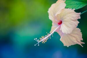 blomma hibiskus blommande på suddig bakgrund dröm natur. exotisk blommig närbild foto