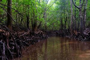 scen av skön mangrove skog foto