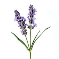 ai genererad lavendel- blomma isolerat foto