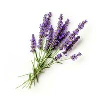 ai genererad lavendel- blomma isolerat foto