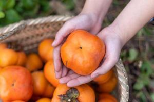 ta ut en persimmon från persimmonkorgen för hand foto