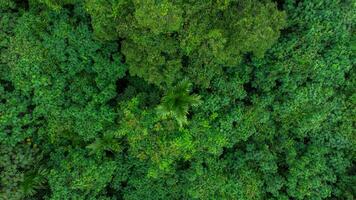 antenn se Foto av landskap grön skog