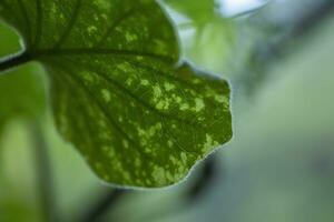 en stänga upp av en blad med en grön bakgrund foto