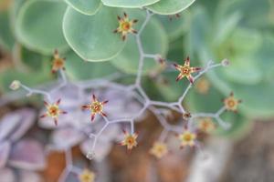 små och härliga saftiga växter av olika sorter