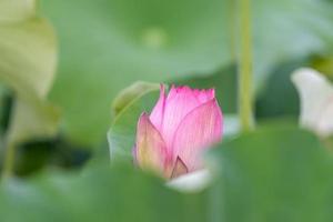 de rosa lotusblommorna blommar på sommaren