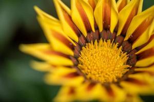 alla slags blommor i parken foto