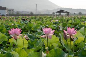 rosa lotus och gröna lotusblad i lotusdammen på landsbygden