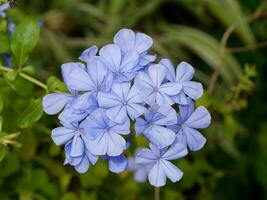 blå blomma av cape leadwort i de trädgård. foto