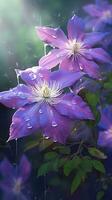 ai genererad blomning clematis blommor med droppar av vatten närbild bakgrund. vår tapet. ai genererad foto