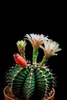 Gymnocalycium mahanovichii med blomma blomning mot mörk bakgrund foto