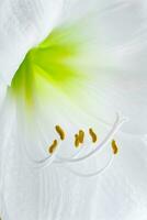 delikat vit hippeastrum blomma. ståndare och pistill närbild. naturlig bakgrund. foto