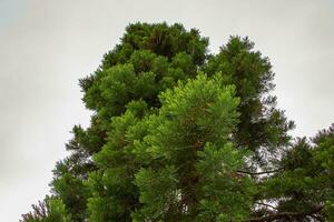 vår lövverk av de jätte sequoia eller jätte mahogny i latin sequoiadendron giganteum. foto