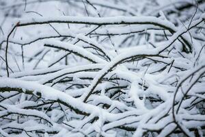 en massa av snö täckt de loggar. i de vinter- skog under dagtid, mjuk fokus. foto