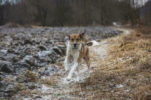 porträtt av en vit och brun hund löpning utanför. löpning i de vild rolig visningar av fyrbenta husdjur foto