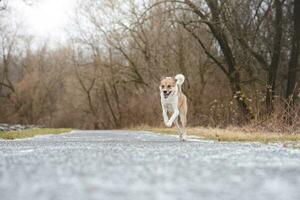 porträtt av en vit och brun hund löpning utanför. löpning i de vild rolig visningar av fyrbenta husdjur foto