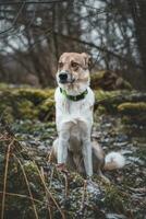 porträtt av en vit och brun hund är Sammanträde i de fält. Framställ de hund för de kamera. stolt ägare. ostrava, tjeck republik foto