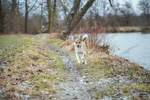 porträtt av en vit och brun hund löpning utanför. löpning i de vild rolig visningar av fyrbenta husdjur foto