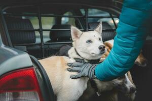 vit sibirisk hes väntar i de trunk av de bil för annan bra resa med hans ägare. reser med en hund foto